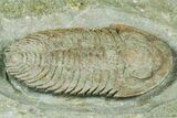 Lower Cambrian Bondonella Trilobite - Issafen, Morocco #381189-3